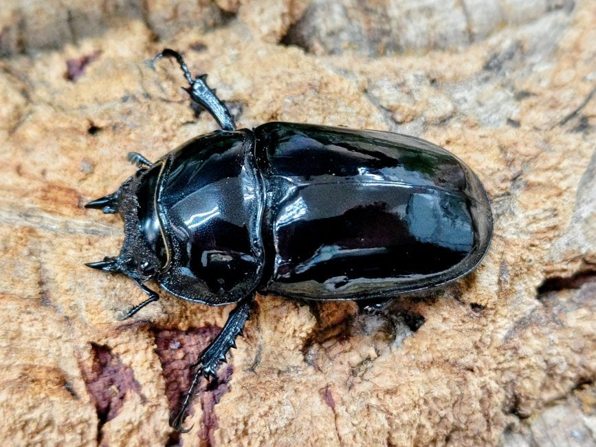 レギウスオオツヤクワガタ カメルーン 産 ペア（累代WF1♂CBF1