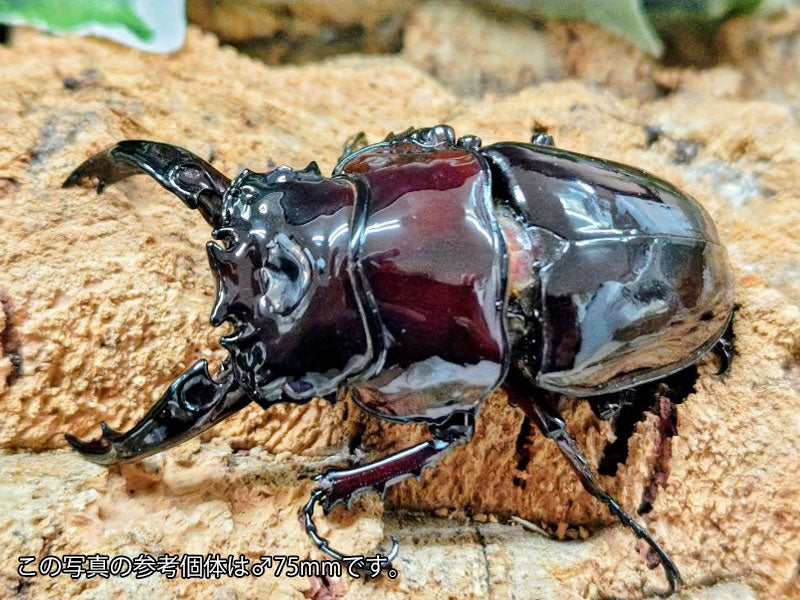 レギウスオオツヤクワガタ – クワガタムシ・カブトムシ昆虫専門店COLORS