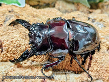 画像をギャラリービューアに読み込む, レギウスオオツヤクワガタ カメルーン 産 ペア（累代WF1♂CBF1♀ ♂68mm 2025/11 ♀B・40(右中脚符節マヒ)mm 2025/11）

