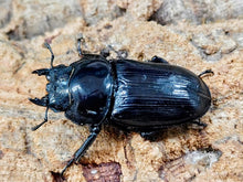 画像をギャラリービューアに読み込む, 国産オオクワガタ(YG血統) 大阪府 能勢町産 ペア（累代CBF2 ♂83mm 2025/7 ♀48mm 2025/10）

