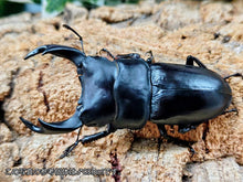 画像をギャラリービューアに読み込む, 国産オオクワガタ(YG血統) 大阪府 能勢町産 ペア（累代CBF2 ♂81mm 2025/7 ♀45mm 2025/10）
