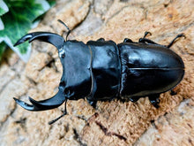 画像をギャラリービューアに読み込む, 国産オオクワガタ(兵庫県産) 兵庫県 川西市産 ペア（累代奈良輪血統CB ♂76mm 2025/10 ♀52mm 2025/9）
