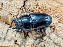 画像をギャラリービューアに読み込む, 国産オオクワガタ(兵庫県産) 兵庫県 川西市産 ペア（累代奈良輪血統CB ♂76mm 2025/10 ♀52mm 2025/9）
