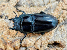 画像をギャラリービューアに読み込む, 国産オオクワガタ(兵庫県産) 兵庫県 川西市産 ペア（累代CB ♂75mm 2025/10 ♀44mm 2025/9）
