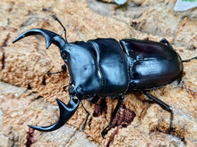 画像をギャラリービューアに読み込む, ババクルビデンスオオクワガタ ベトナム ダラット産 ペア（累代CB ♂75mm 2025/2 ♀44mm 2025/5）
