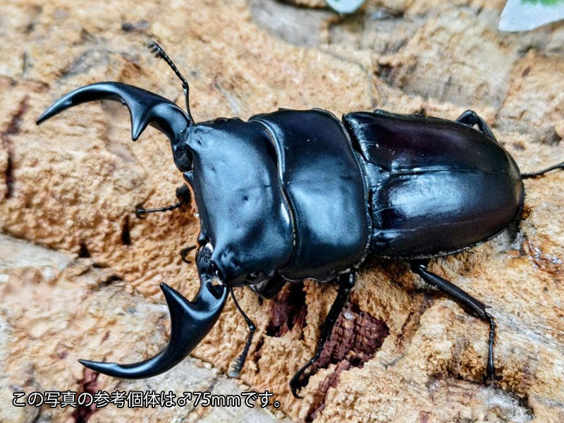ババクルビデンスオオクワガタ – クワガタムシ・カブトムシ昆虫専門店 ババクルビデンスオオクワガタ – クワガタムシ・カブトムシ昆虫専門店