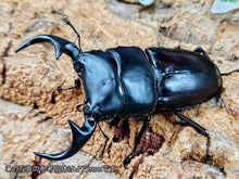 画像をギャラリービューアに読み込む, ババクルビデンスオオクワガタ ベトナム ダラット産 ペア（累代CB ♂66mm 2025/8 ♀42mm 2025/8）

