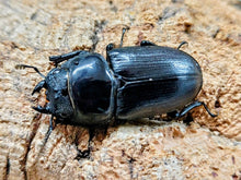 画像をギャラリービューアに読み込む, ババクルビデンスオオクワガタ ベトナム ダラット産 ペア（累代CB ♂61mm 2025/12 ♀42mm 2025/8）

