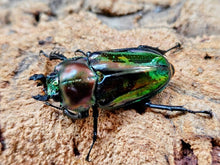 画像をギャラリービューアに読み込む, ニジイロクワガタ(グリーン血統) オーストラリア クィーンズランド産 ペア（累代CB ♂54mm 2025/12 ♀Freemm 2025/12）
