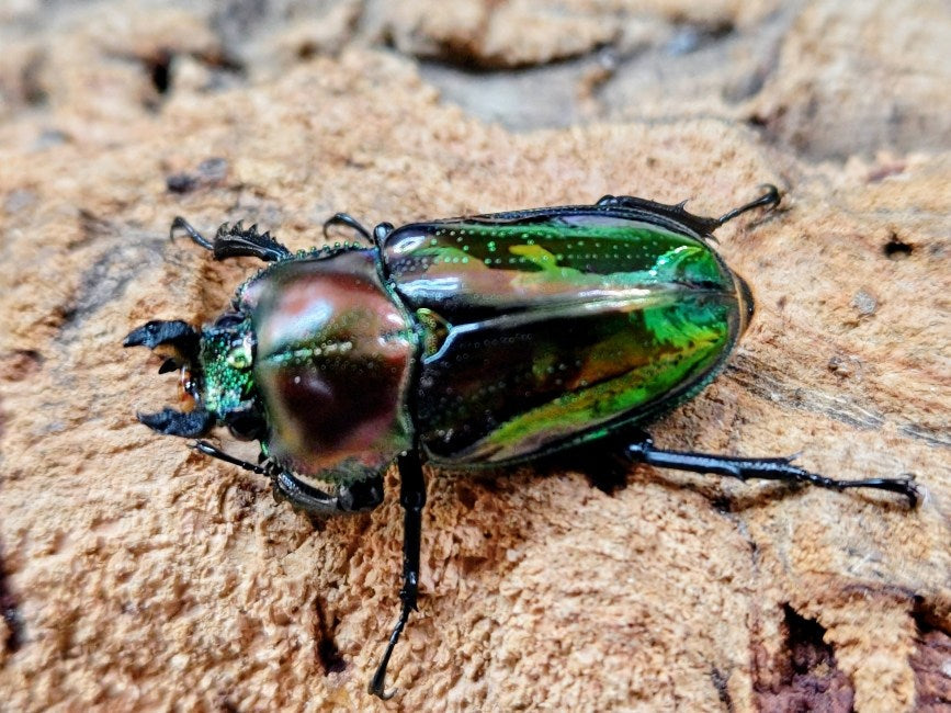 ニジイロクワガタ(グリーン血統) オーストラリア クィーンズランド産