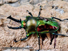 画像をギャラリービューアに読み込む, ニジイロクワガタ オーストラリア クィーンズランド産 ペア（累代CB ♂51mm 2025/12 ♀Freemm 2025/12）
