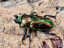 画像をギャラリービューアに読み込む, ニジイロクワガタ オーストラリア クィーンズランド産 ペア（累代CB ♂51mm 2025/12 ♀Freemm 2025/12）
