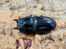 画像をギャラリービューアに読み込む, 国産オオクワガタ(兵庫県産) 兵庫県 川西市産 ペア（累代CB ♂65Upmm 2025/7 ♀Freemm 2025/6）
