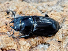 画像をギャラリービューアに読み込む, 国産オオクワガタ(大阪府産) 大阪府 能勢町産 ペア（累代CB ♂50Upmm 2025/6 ♀Freemm 2025/6）
