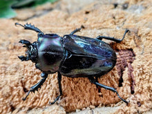 画像をギャラリービューアに読み込む, ニジイロクワガタ(紫紺血統) オーストラリア クィーンズランド産 ペア（累代青系紫紺血統CB ♂56mm 2025/12 ♀Freemm 2025/11）
