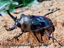画像をギャラリービューアに読み込む, ニジイロクワガタ(紫紺血統) オーストラリア クィーンズランド産 ペア（累代青系紫紺血統CB ♂53mm 2025/12 ♀Freemm 2025/11）

