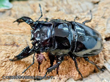 画像をギャラリービューアに読み込む, レギウスオオツヤクワガタ カメルーン 産 ペア（累代CB ♂66mm 2025/12 ♀46mm 2025/12）
