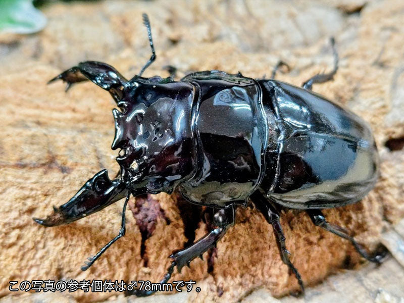 レギウスオオツヤクワガタ – クワガタムシ・カブトムシ昆虫専門店COLORS