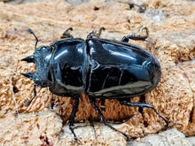 画像をギャラリービューアに読み込む, レギウスオオツヤクワガタ カメルーン 産 ペア（累代CB ♂66mm 2025/12 ♀46mm 2025/12）
