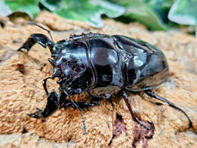 画像をギャラリービューアに読み込む, タランドゥスオオツヤクワガタ コンゴ 産 ペア（累代CB ♂76mm 2025/12 ♀53mm 2025/12）
