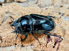 画像をギャラリービューアに読み込む, タランドゥスオオツヤクワガタ コンゴ 産 ペア（累代CB ♂76mm 2025/12 ♀53mm 2025/12）
