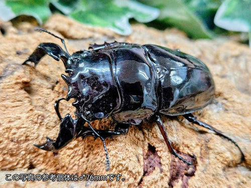 タランドゥスオオツヤクワガタ – クワガタムシ・カブトムシ昆虫専門店