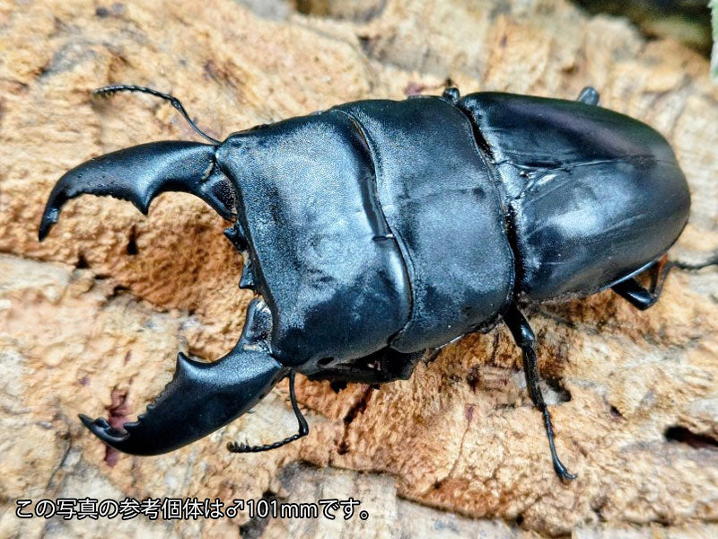 スマトラオオヒラタクワガタ – クワガタムシ・カブトムシ昆虫専門店COLORS