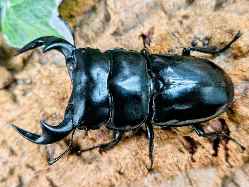 アンタエウスオオクワガタ – クワガタムシ・カブトムシ昆虫専門店COLORS