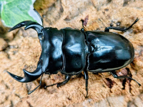 アンタエウスオオクワガタ – クワガタムシ・カブトムシ昆虫専門店COLORS