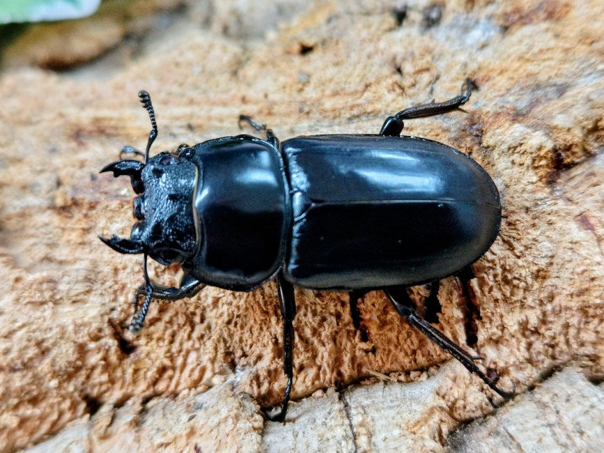 アンタエウスオオクワガタ ミャンマー チンヒル産 ペア（累代CB ♂78mm