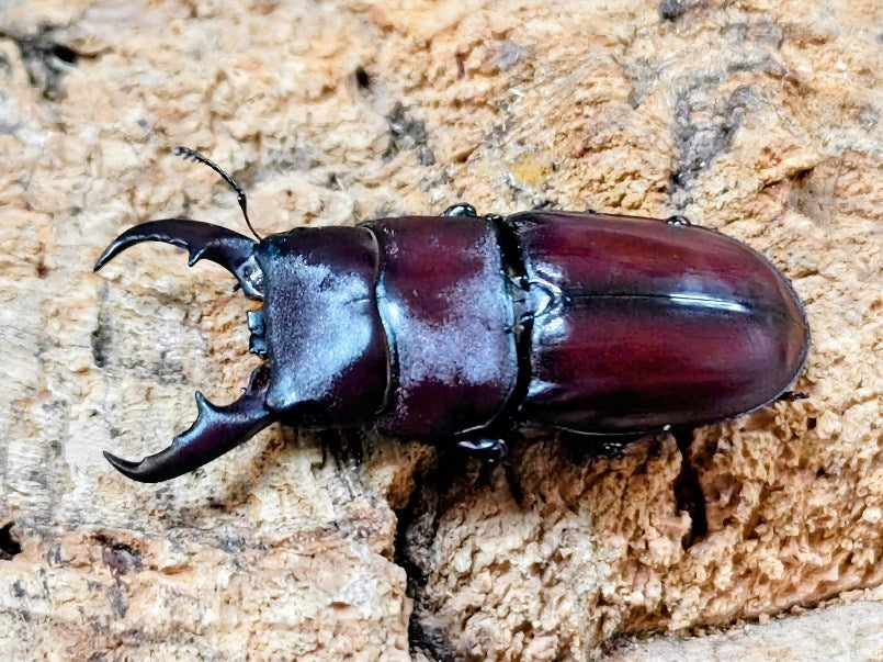 ダイトウヒラタクワガタ – タグ 