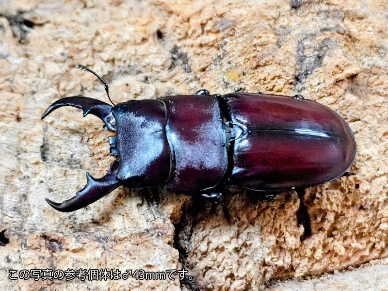 ダイトウヒラタクワガタ – クワガタムシ・カブトムシ昆虫専門店COLORS