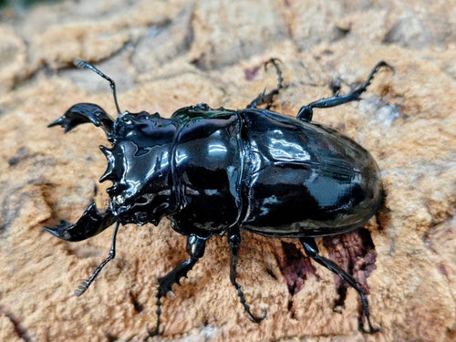 タランドゥスオオツヤクワガタ – クワガタムシ・カブトムシ昆虫専門店