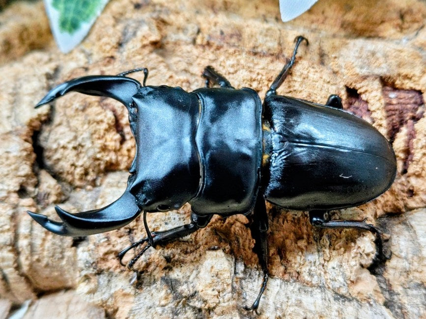 国産オオクワガタ(兵庫県産) – クワガタムシ・カブトムシ昆虫専門店COLORS