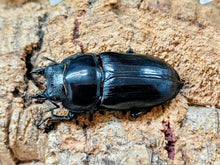 画像をギャラリービューアに読み込む, 国産オオクワガタ(兵庫県産) 兵庫県 川西市産 ペア（累代CB ♂75mm 2025/6 ♀48mm 2025/6）
