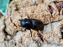 画像をギャラリービューアに読み込む, トカラノコギリクワガタ トカラ列島 口之島産 ペア（累代CB ♂60mm 2025/6 ♀Freemm 2025/6）

