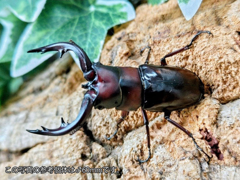 トカラノコギリクワガタ – クワガタムシ・カブトムシ昆虫専門店COLORS