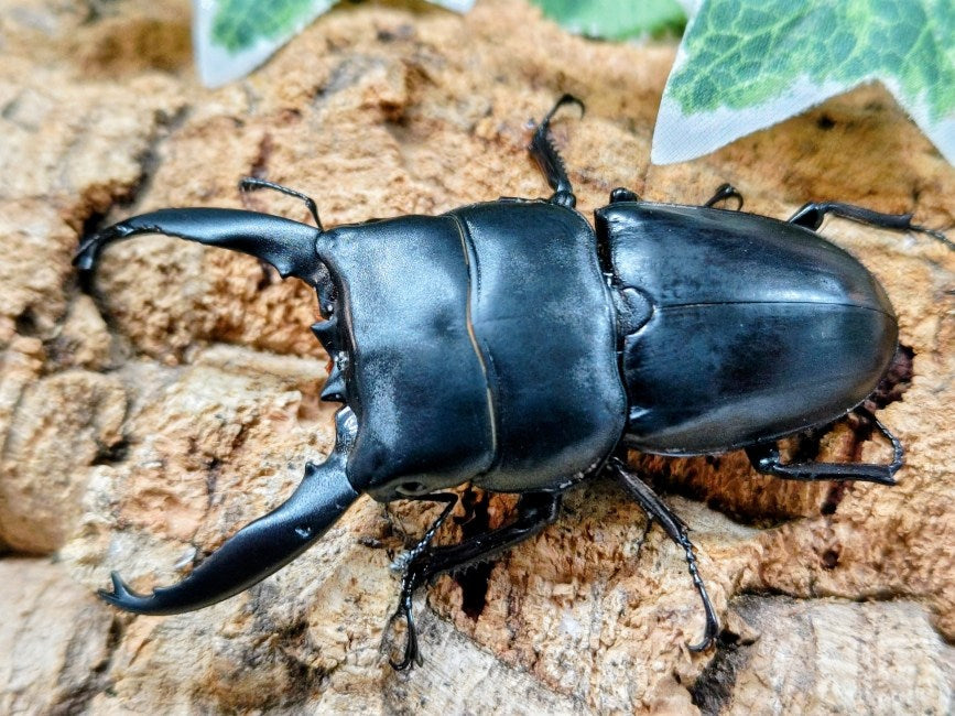 アルキデスヒラタクワガタ – クワガタムシ・カブトムシ昆虫専門店COLORS
