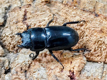 画像をギャラリービューアに読み込む, アルキデスヒラタクワガタ インドネシア スマトラ島アチェ州産 ペア（累代WD ♂長歯81mm ♀Freemm ）
