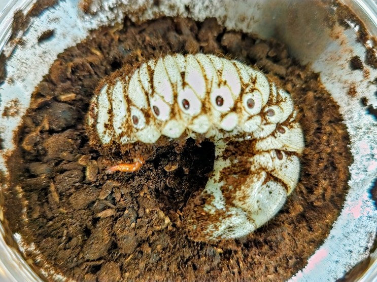 レックスゾウカブト(旧アクティオンゾウカブト)幼虫 ペルー イキトス産