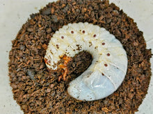 画像をギャラリービューアに読み込む, D.H.ヘラクレス幼虫 フランス領 グアドループ産
