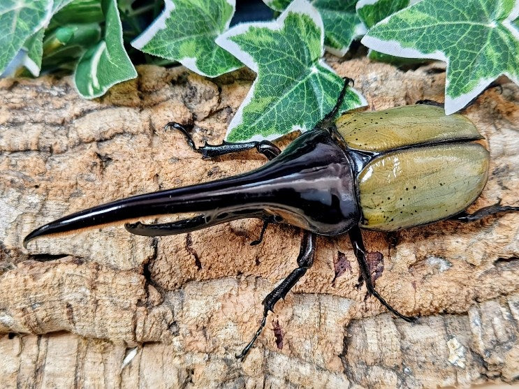 D.H.ヘラクレス – タグ 