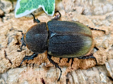 画像をギャラリービューアに読み込む, D.H.ヘラクレス フランス領 グアドループ産 ペア（累代CBF1 ♂152mm 2025/10 ♀71mm 2025/10）
