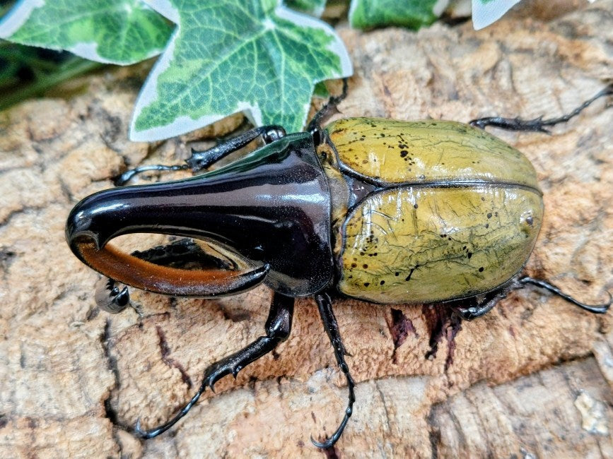 D.H.ヘラクレス – タグ 