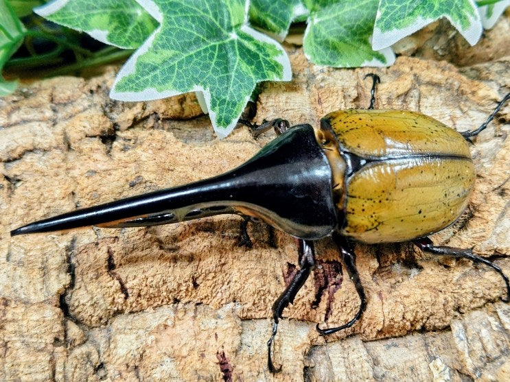 D.H.ヘラクレス – タグ 