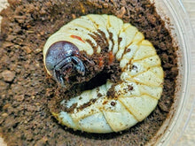 画像をギャラリービューアに読み込む, タイリクコーカサス幼虫 ベトナム Dak Nong産
