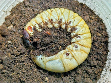 画像をギャラリービューアに読み込む, タイリクコーカサス幼虫 ベトナム Dak Nong産
