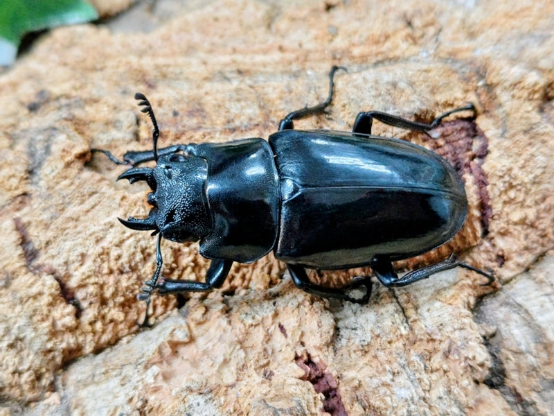 ギラファノコギリクワガタ(亜種ダイスケ) フィリピン ネグロス島