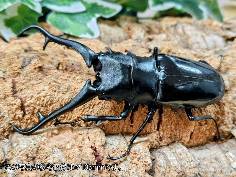 ムシキング　ギラファノコギリクワガタ 新ムシキング ギラファノコギリクワガタ キラ 激闘6弾