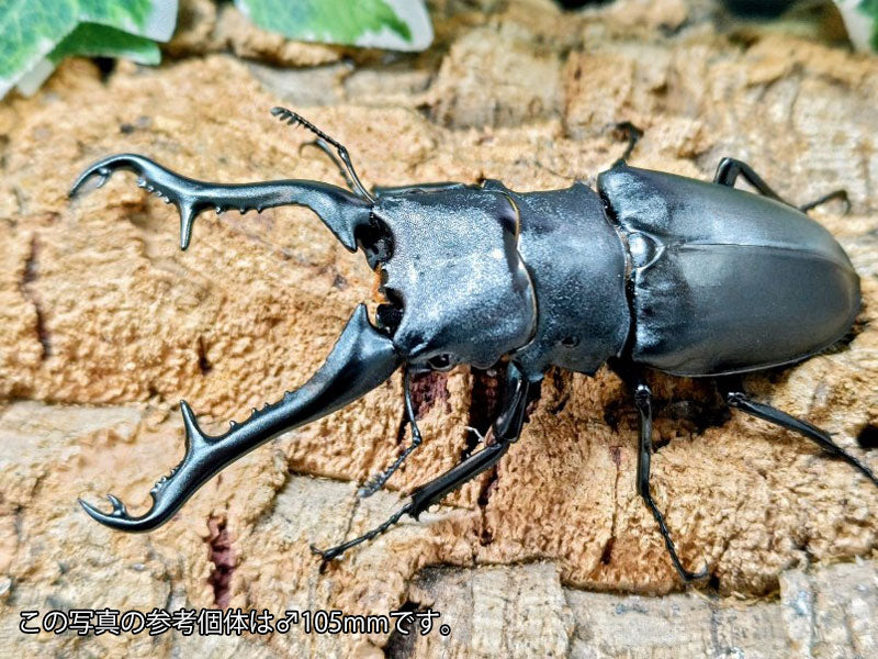 ギラファノコギリクワガタ(亜種ケイスケ) – クワガタムシ・カブトムシ